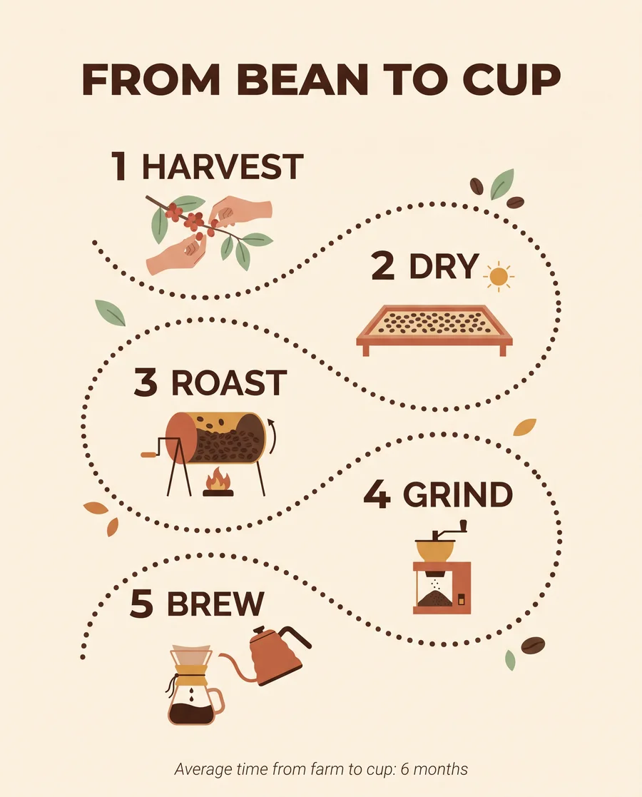 Infographic FROM BEAN TO CUP in five steps: harvest, dry, roast, grind, brew